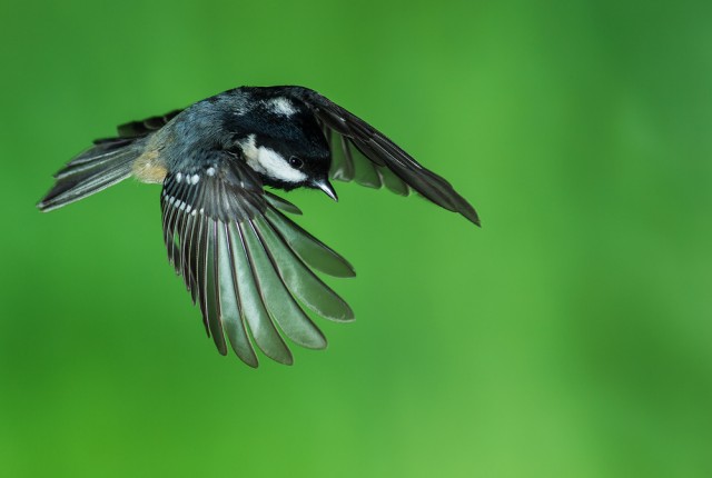 Coal Tit