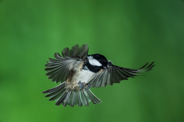 Coal Tit